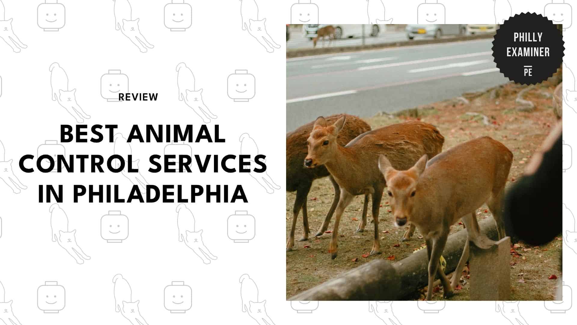 animal-control-in-philadelphia