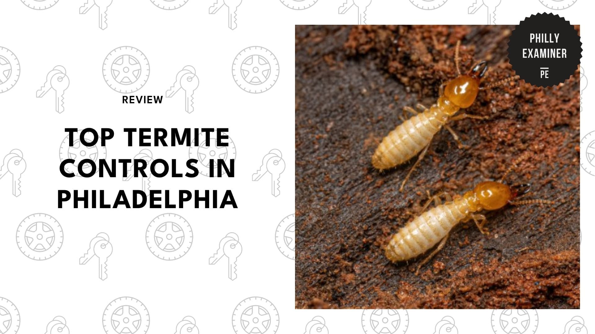 top-termite-controls-philadelphia